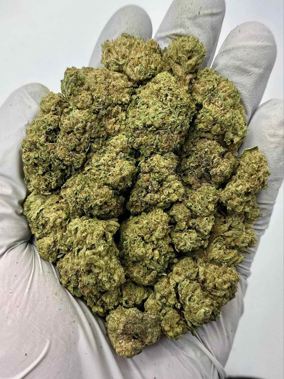 Shake Shack – Premium Hybrid Strain