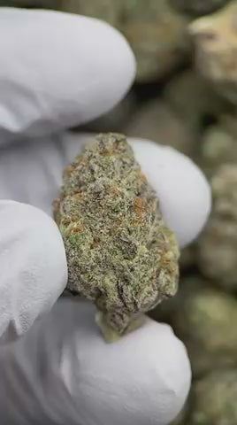 Load video: KEPT SECRET EXOTICS