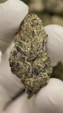 GARLIC GLAZE EXOTIC ⛽⛽