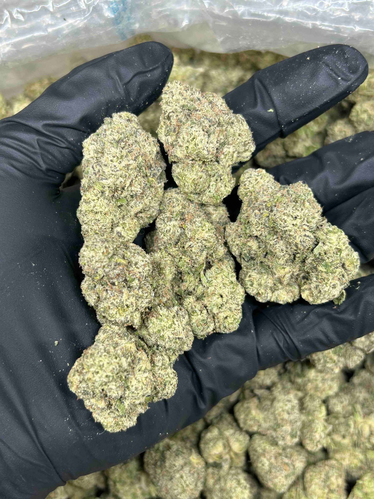 WATERMELON RANCHERZ SUPEREXOTICS