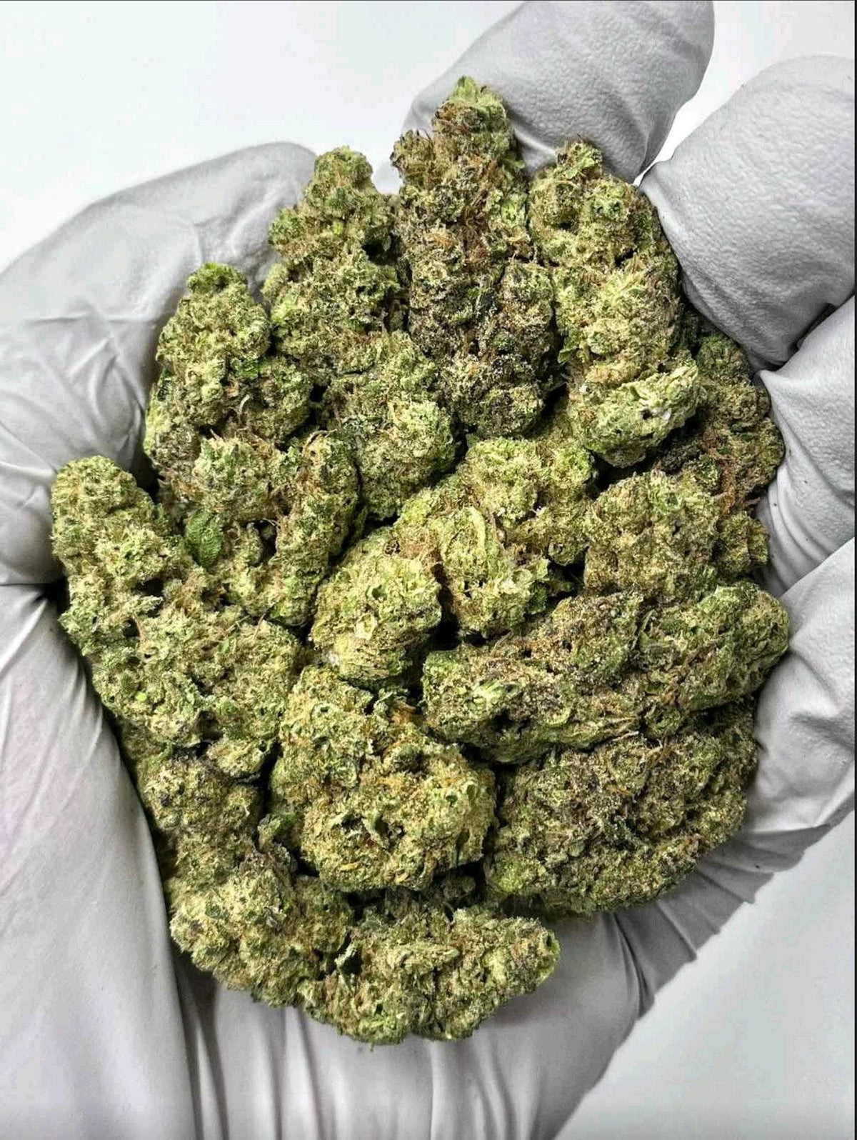 GoverMint Oasis