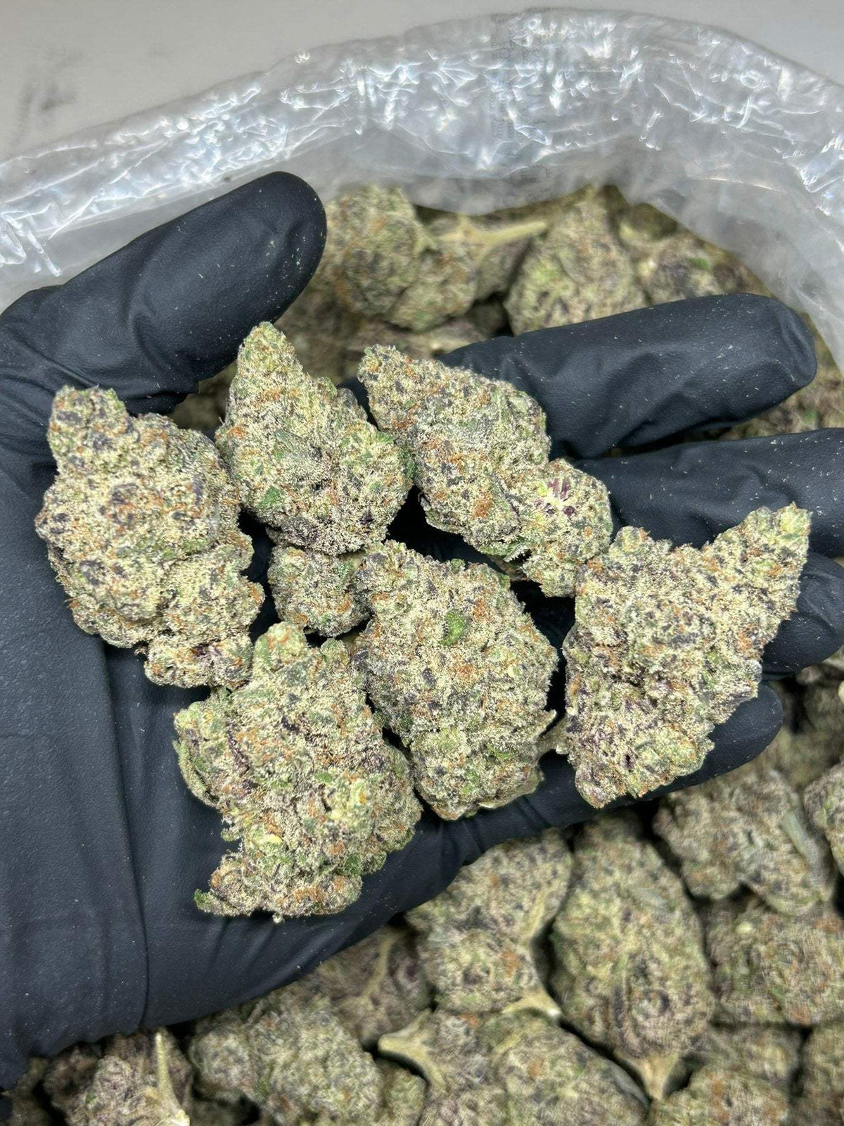 PURPLE SIZZURP.   INDOOR/EXOTICS